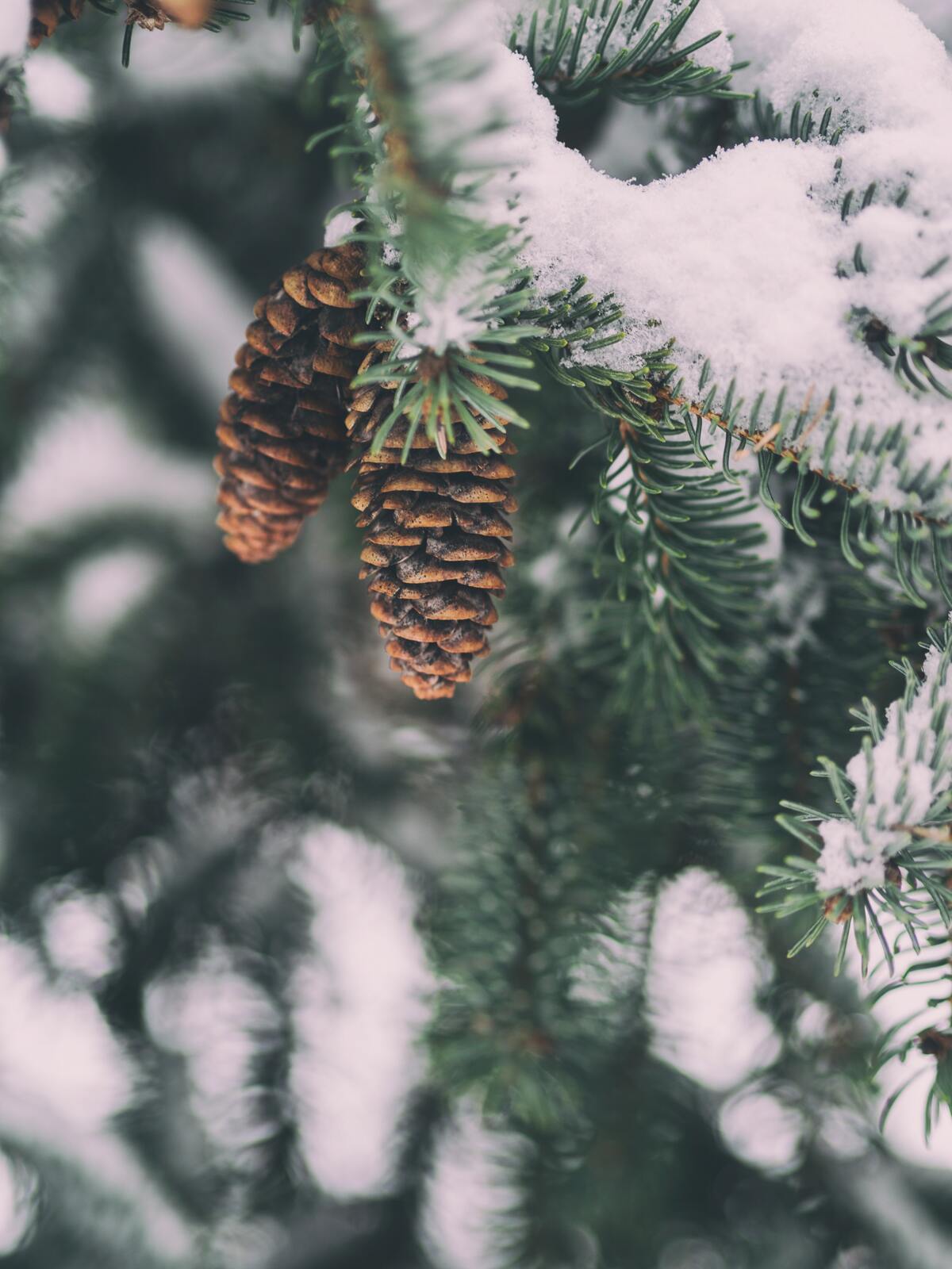 Winter Pinecones Snow