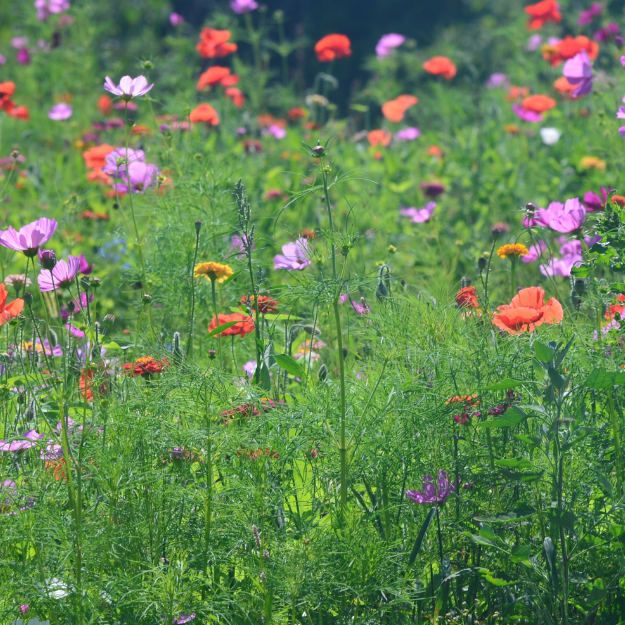 Summer Flowers