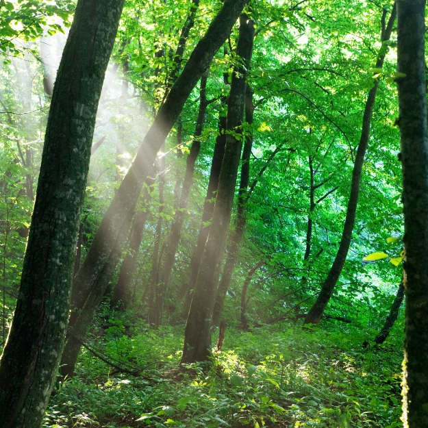 Summer Forest