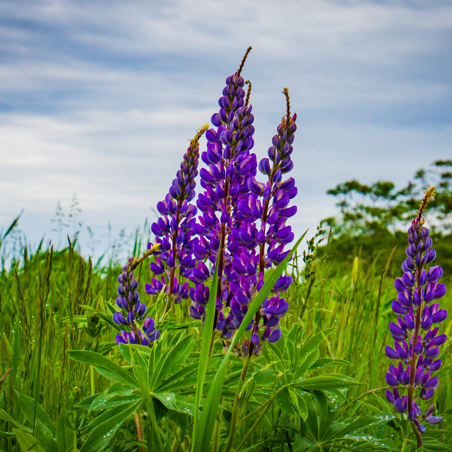 field of lupines in bloom in early summer